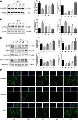 Geniposide Combined With Notoginsenoside R1 Attenuates Inflammation and Apoptosis in Atherosclerosis via the AMPK/mTOR/Nrf2 Signaling Pathway